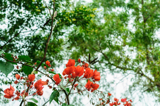 光叶子花