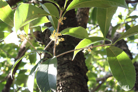 桂花树