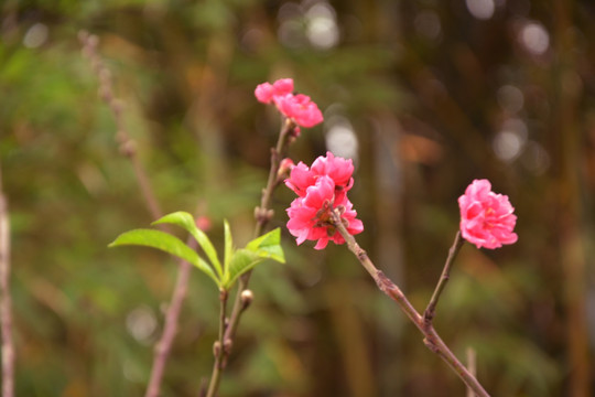 梅花