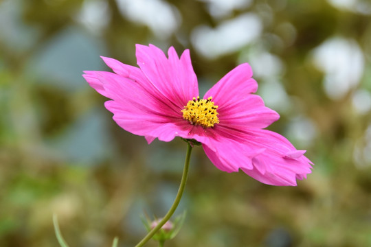 格桑花特写