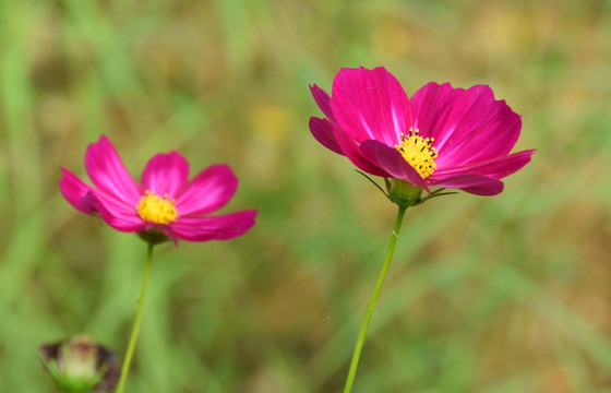 格桑花