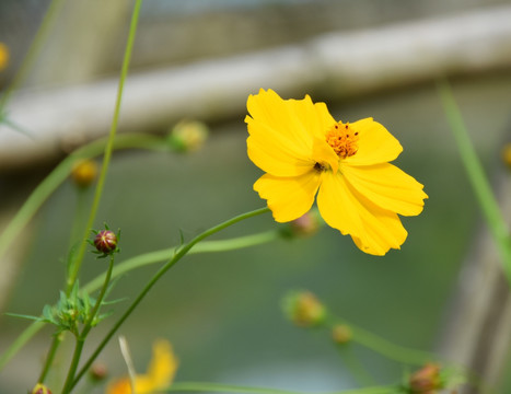 格桑花