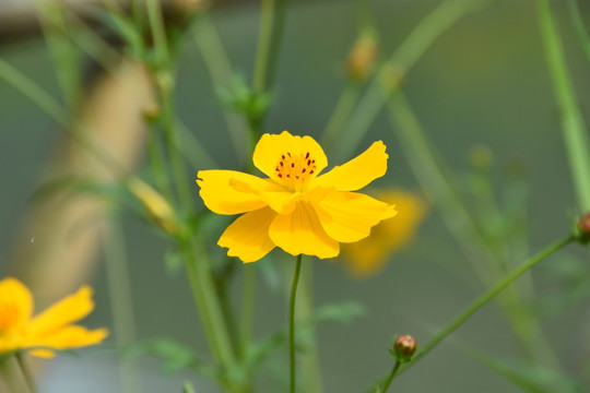 格桑花