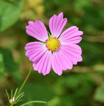 格桑花