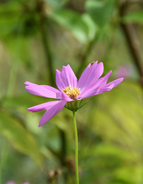 格桑花