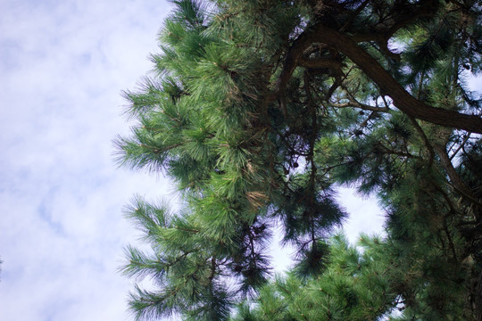 植物 背景 素材