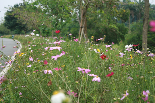 鲜花 花朵 百花齐放