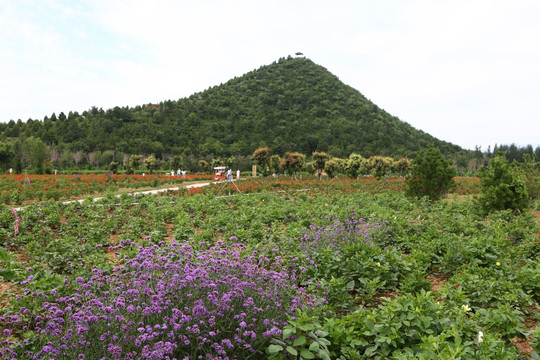 北京四季花海