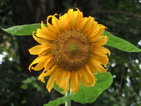 向日葵 向日葵花 太阳花