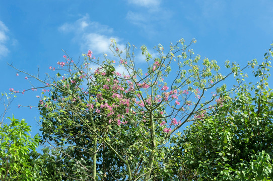 树枝