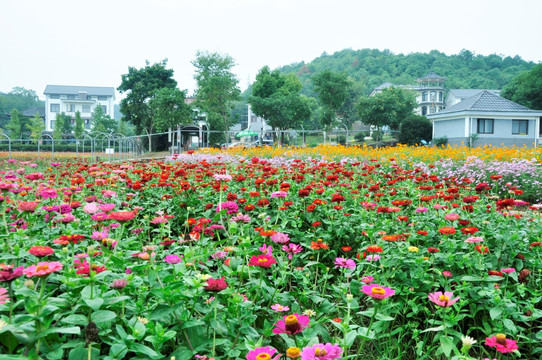 衢州乡村花海