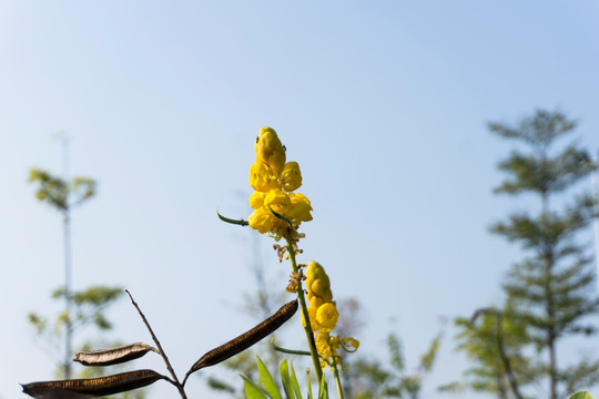 翅荚决明花