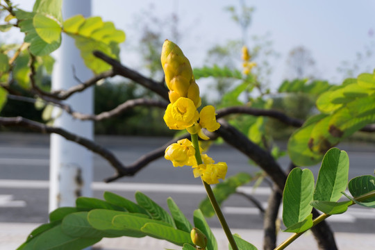 翅荚决明花