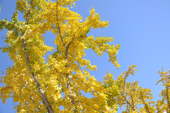 满树金黄满色秋