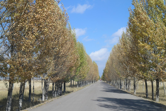 白杨树 林荫道