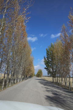 白杨树 林荫道