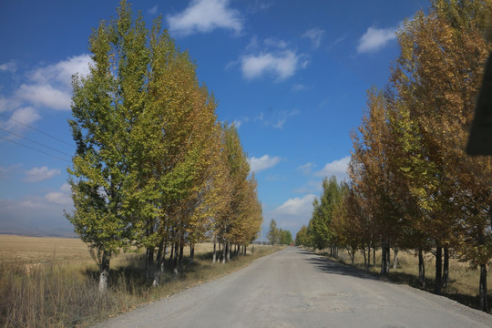 白杨树 林荫道