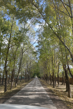 白杨树 林荫道