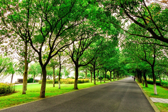 林荫道路