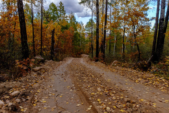 秋季林区山路