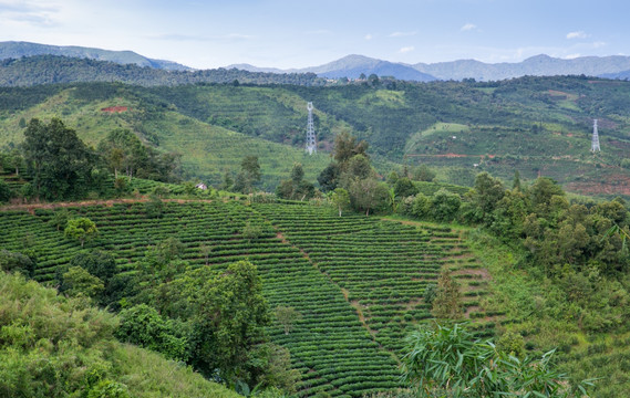 普洱茶 普洱茶山