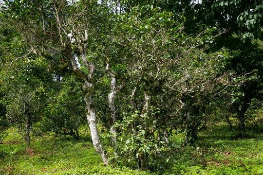 普洱茶 古茶树