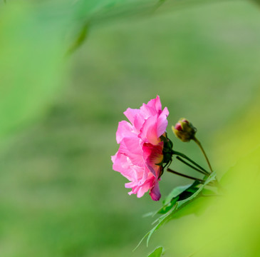 芙蓉花