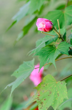 芙蓉花