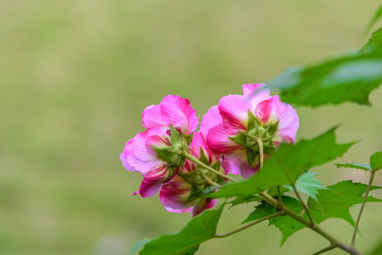 芙蓉花