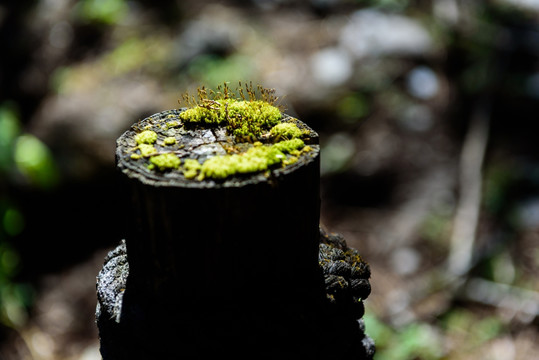 苔藓背景