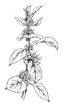 薄荷插畫