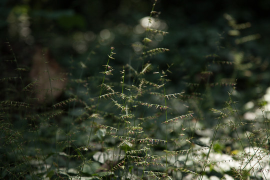 植物