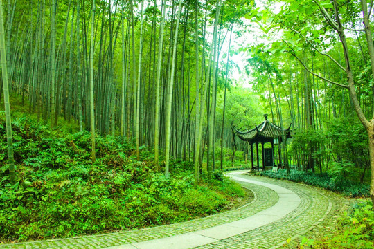 竹林