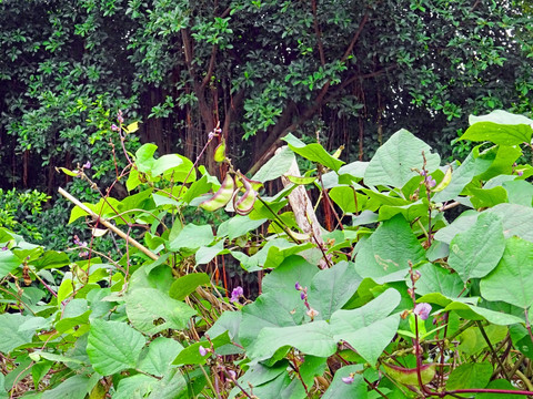 农家菜园 庄稼地 紫扁豆