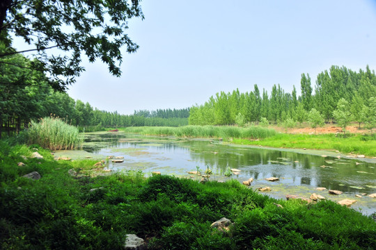 夏日小河水