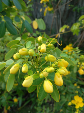 黄槐花蕾