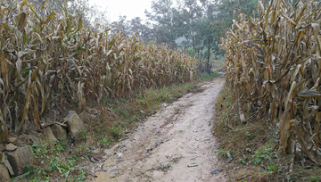 村路 乡村 苞谷地 小路 土路