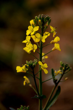 油菜花