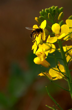 蜂花恋