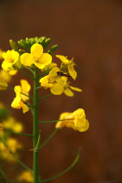 蜂花恋