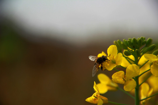 蜂花恋