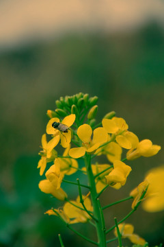 蜂花恋