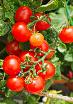 成熟西红柿 成熟圣女果