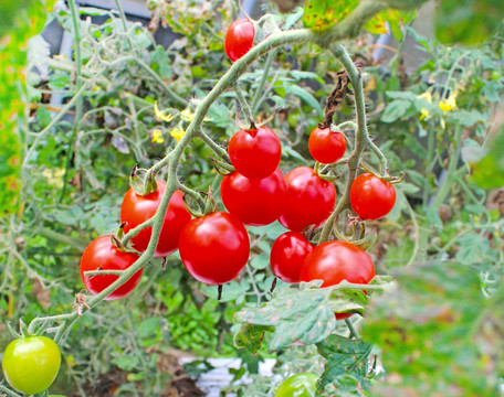 成熟西红柿 成熟圣女果