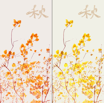 秋葉