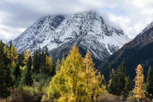 雪山塔松