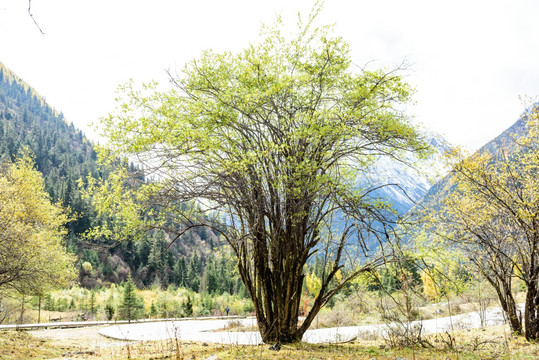 雪山云杉沙棘湖泊