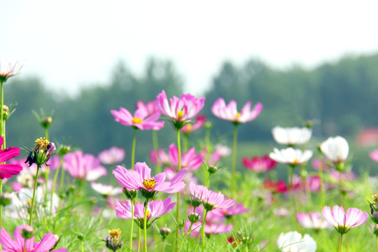 格桑花海