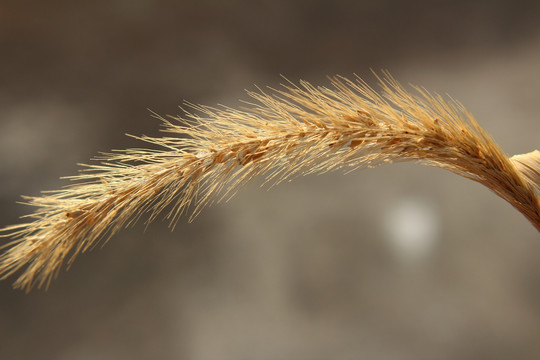 狗尾巴草