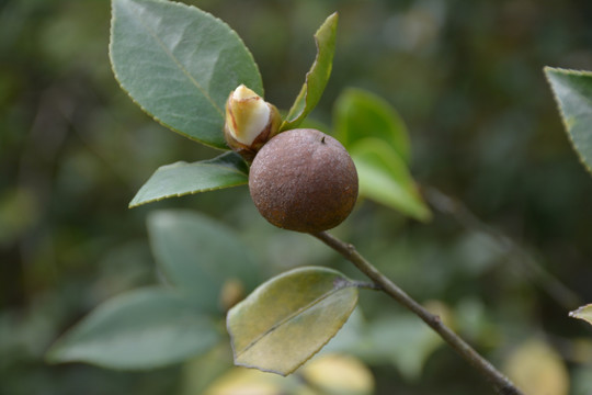 茶树 茶花 山茶